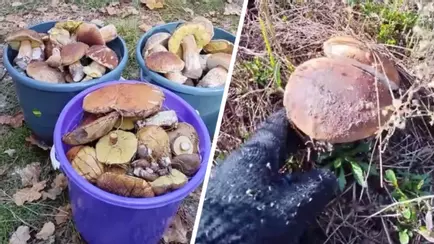 «В лесу мало, а тут попадаются» — Грибник показал, где белорусам набрать полные корзины белых в начале октября