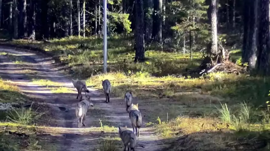 Фото: Служба госохраны Литвы