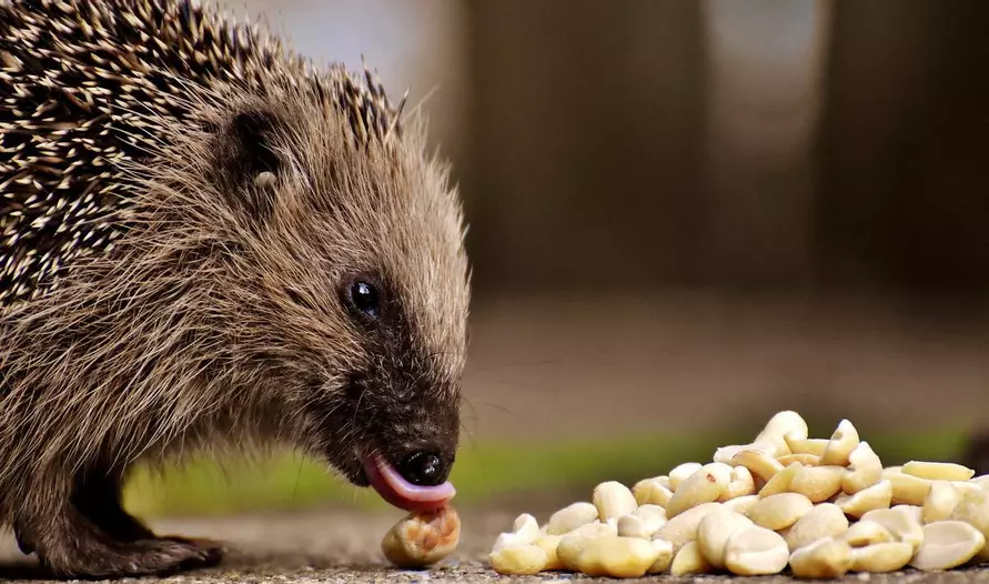 Опытные садоводы посоветовали проделать дыру в заборе, чтобы привлечь на участок этого хищника. Зачем?