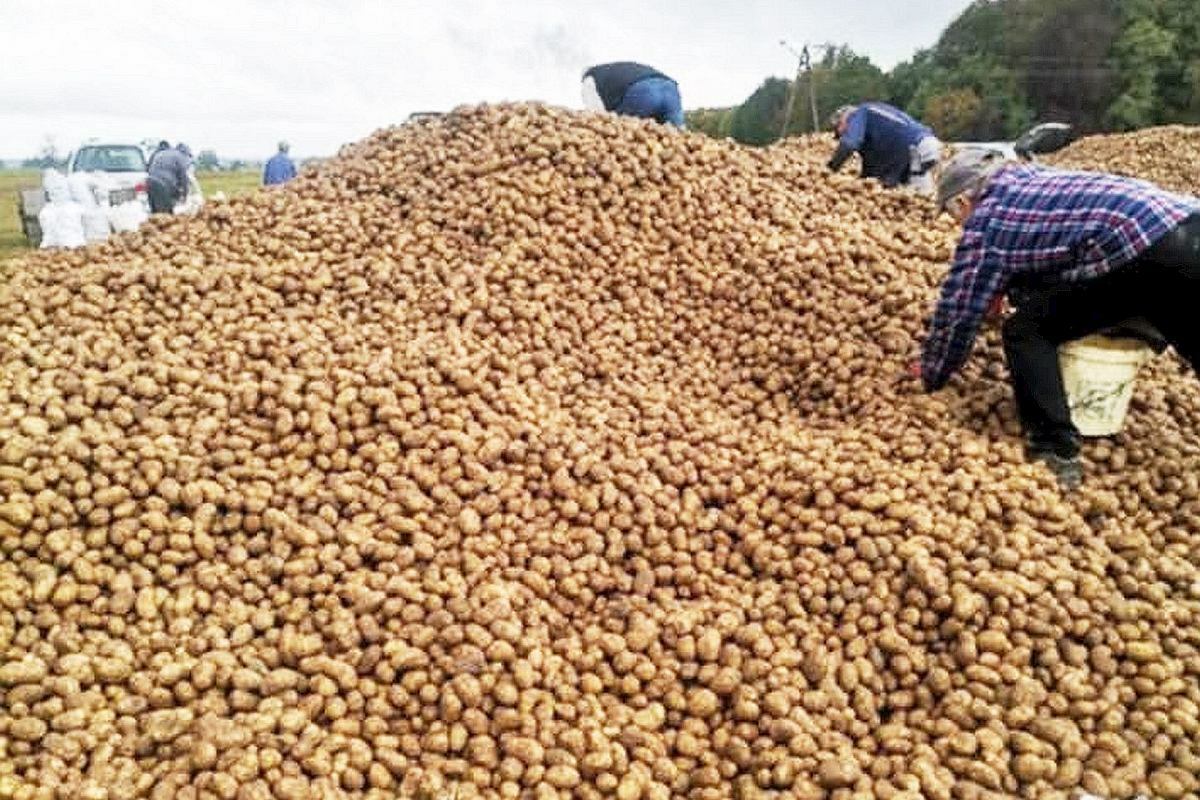 Помните историю с тоннами бесплатной картошки в Польше? Она приняла новый оборот - "Это его цирк"