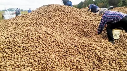 Помните историю с тоннами бесплатной картошки в Польше? Она приняла новый оборот — «Это его цирк»