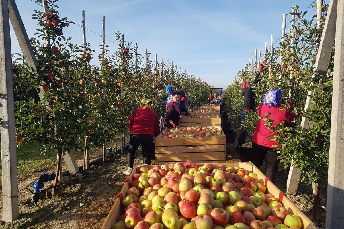 В Польше зародился новый способ потребления яблок. А в Беларуси такое возможно?