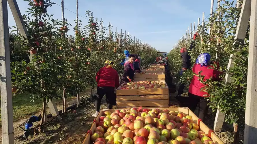 В Польше зародился новый способ потребления яблок. А в Беларуси такое возможно?