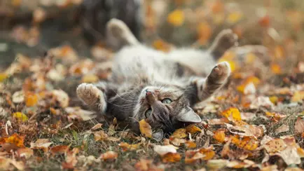 «Бабье лето» вместо зимы? В Беларусь спешит теплый циклон с Азорских островов