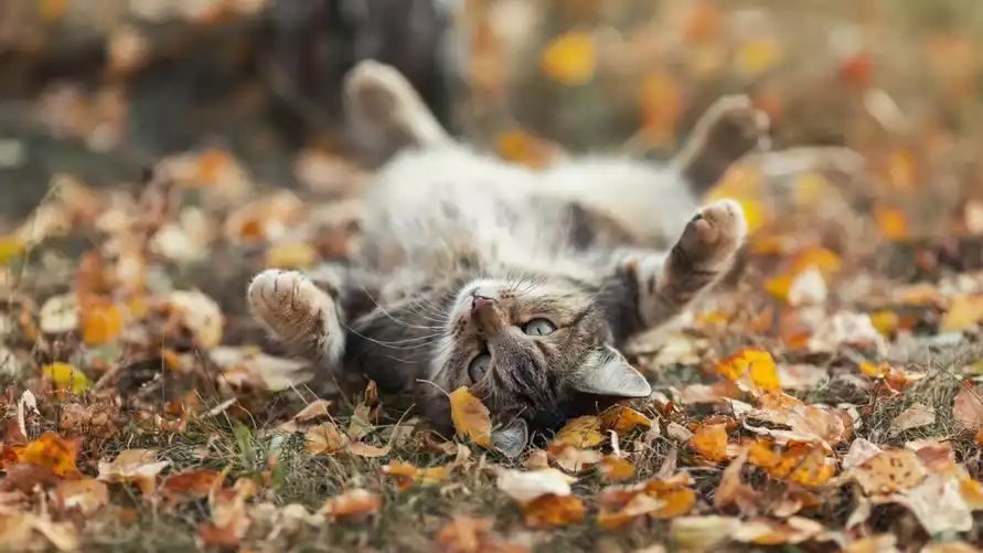 "Бабье лето" вместо зимы? В Беларусь спешит теплый циклон с Азорских островов