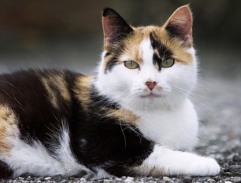 В Новой Зеландии объявили награды детям за убийство кошек. За что их решили уничтожить к 2050 году?