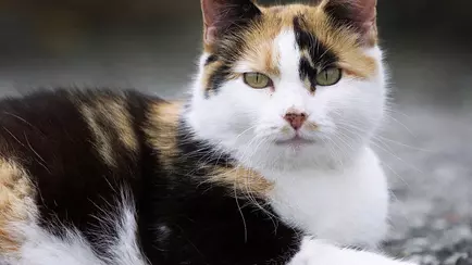 В Новой Зеландии объявили награды детям за убийство кошек. За что их решили уничтожить к 2050 году?