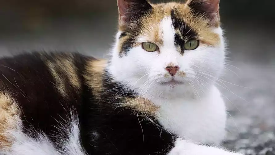 В Новой Зеландии объявили награды детям за убийство кошек. За что их решили уничтожить к 2050 году?