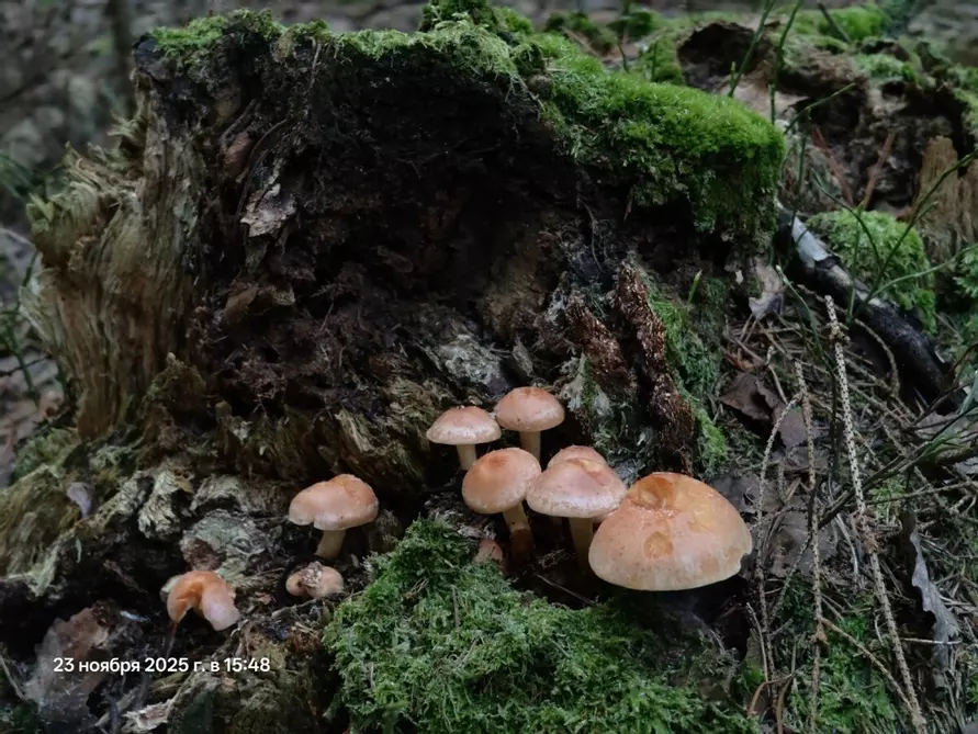 «Зимние» боровики, лисички и опята. Белорусы отказались закрывать грибной сезон, несмотря на снегопады