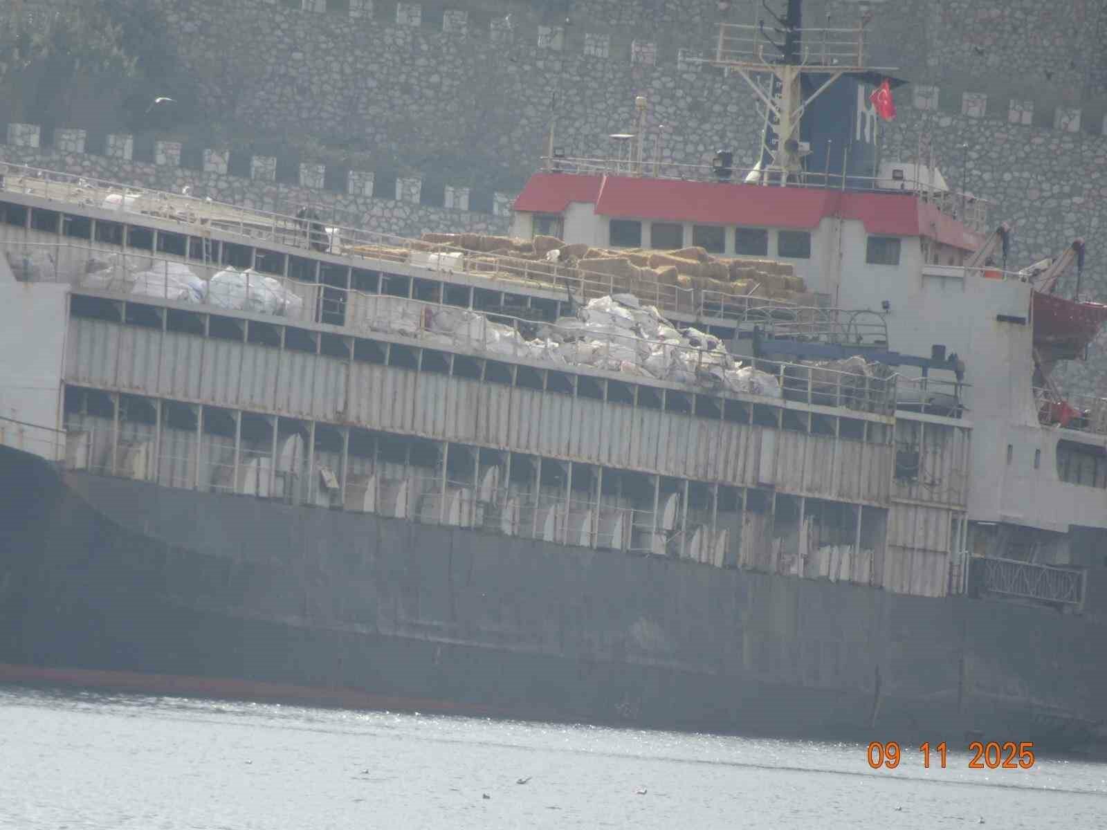 Тысячи коров застряли на корабле. Зоозащитники бьют тревогу