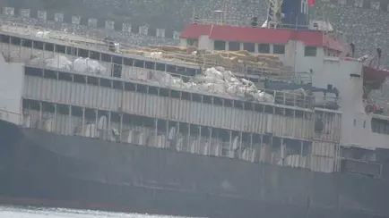 Тысячи коров застряли на корабле. Зоозащитники бьют тревогу