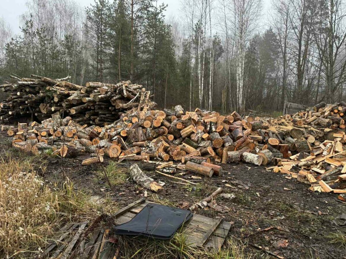 Минлесхоз отправил "тайных покупателей" дров в свои лесхозы. Что из этого вышло?