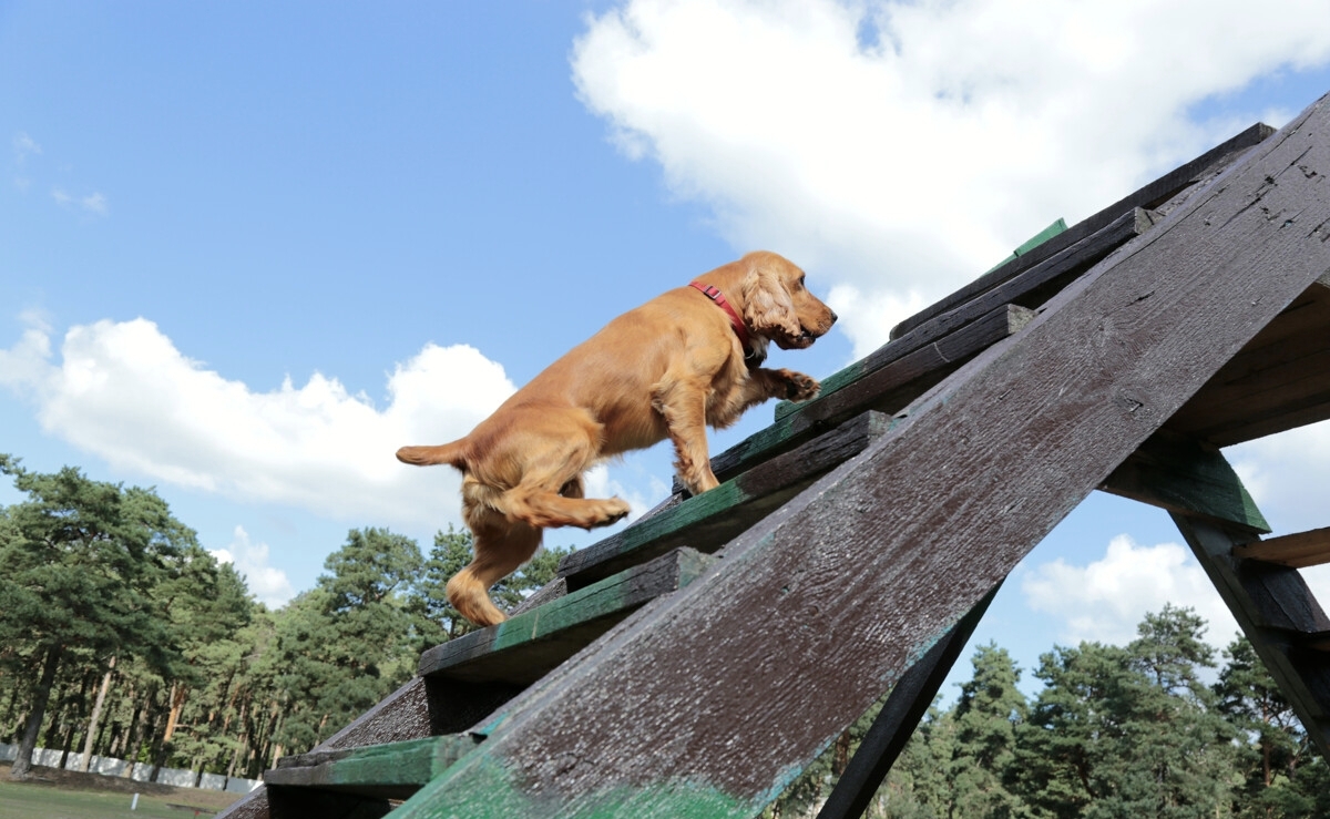 Минский судья предупредил владельцев собак о "субъективном" мнении, которое грозит сутками и общественными работами