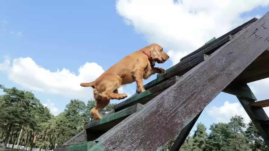 Минский судья предупредил владельцев собак о "субъективном" мнении, которое грозит сутками и общественными работами