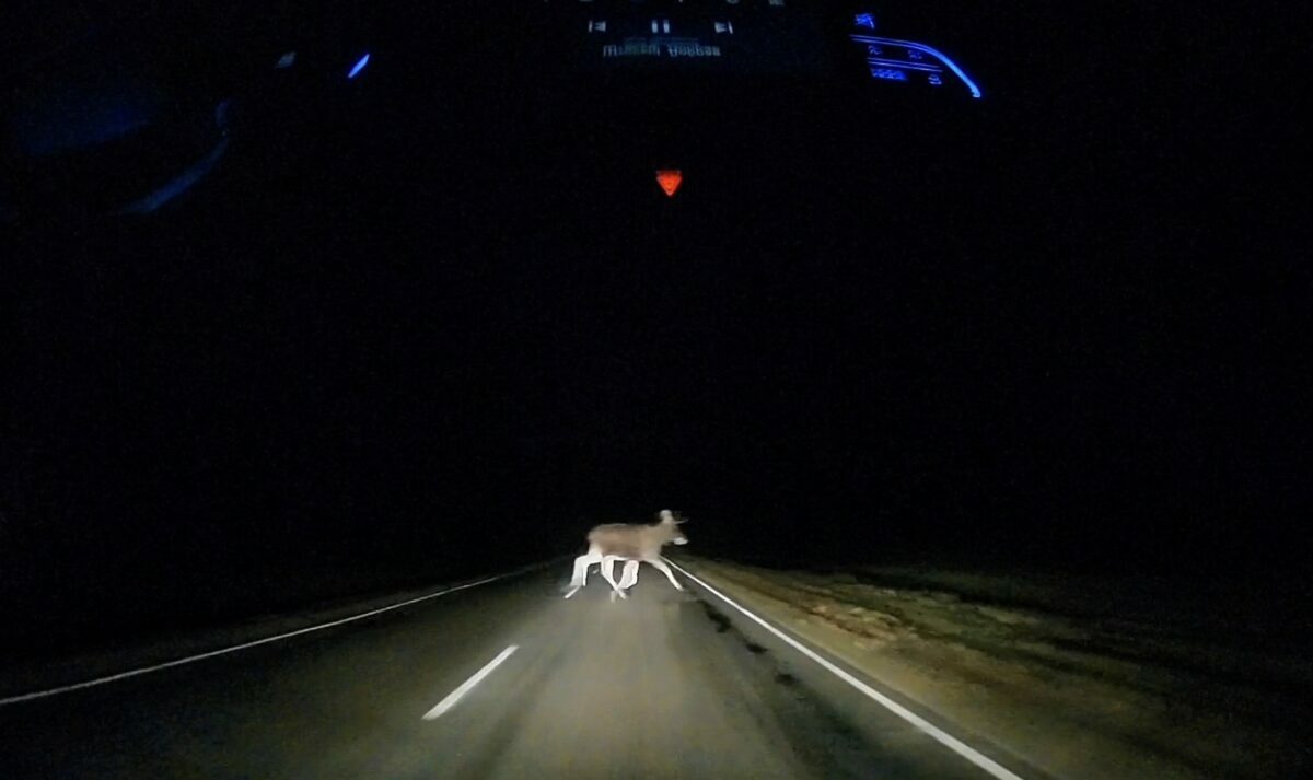 «В тумане местами лоси»: белорус снял выскочившее под машину дикое животное