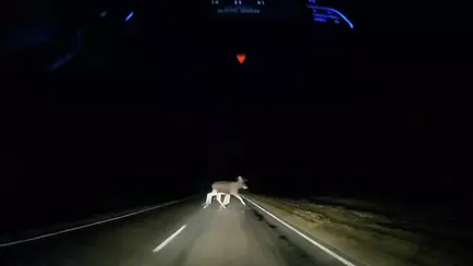 «В тумане местами лоси»: белорус снял выскочившее под машину дикое животное