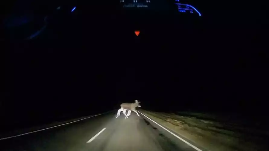 «В тумане местами лоси»: белорус снял выскочившее под машину дикое животное