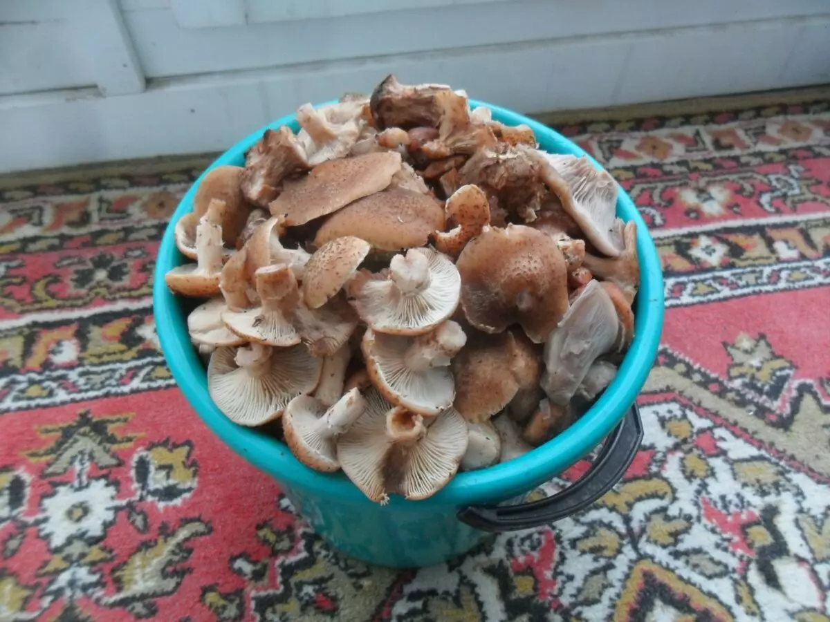 Нормально пошли - Грибники показали, где в Беларуси выстрелили осенние опята