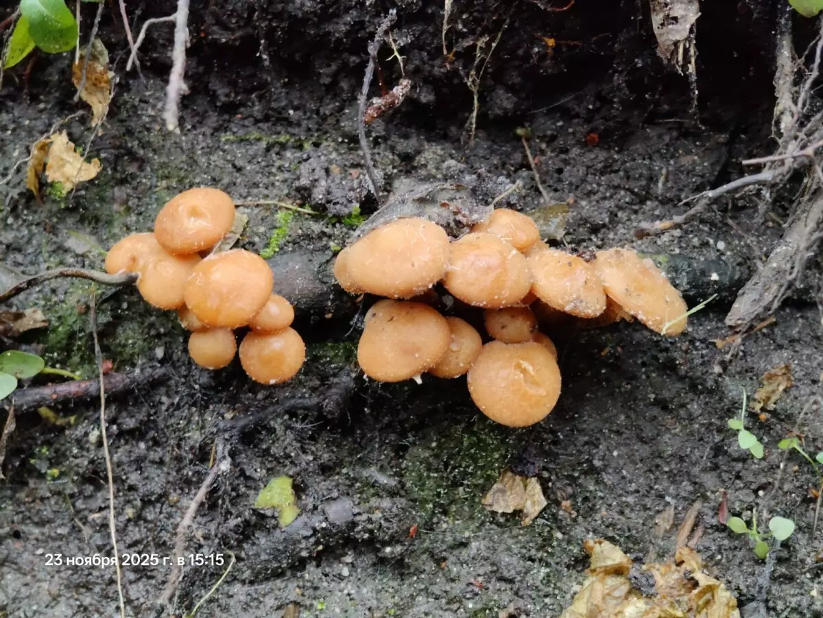 «Зимние» боровики, лисички и опята. Белорусы отказались закрывать грибной сезон, несмотря на снегопады