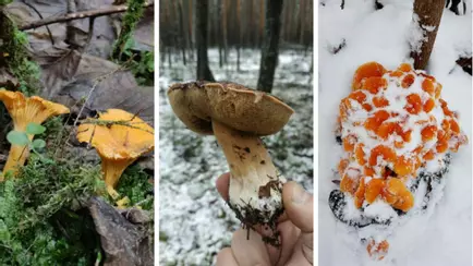 «Зимние» боровики, лисички и опята. Белорусы отказались закрывать грибной сезон, несмотря на снегопады