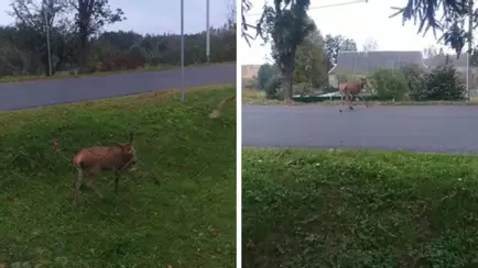 Жители деревни под Молодечно вышли на ночное дежурство из-за «бешеной» косули – «Зависала на месте, бросалась под машины»