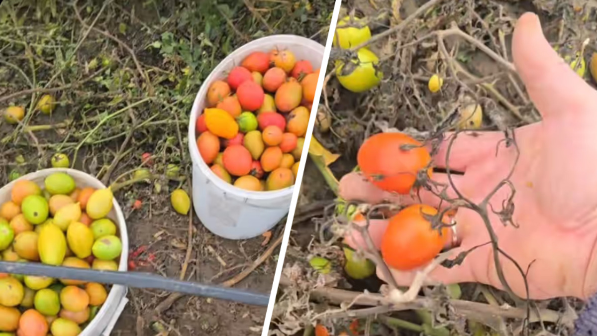 Фермер предложил белорусам помидоры за 1 рубль. В чём нюанс?