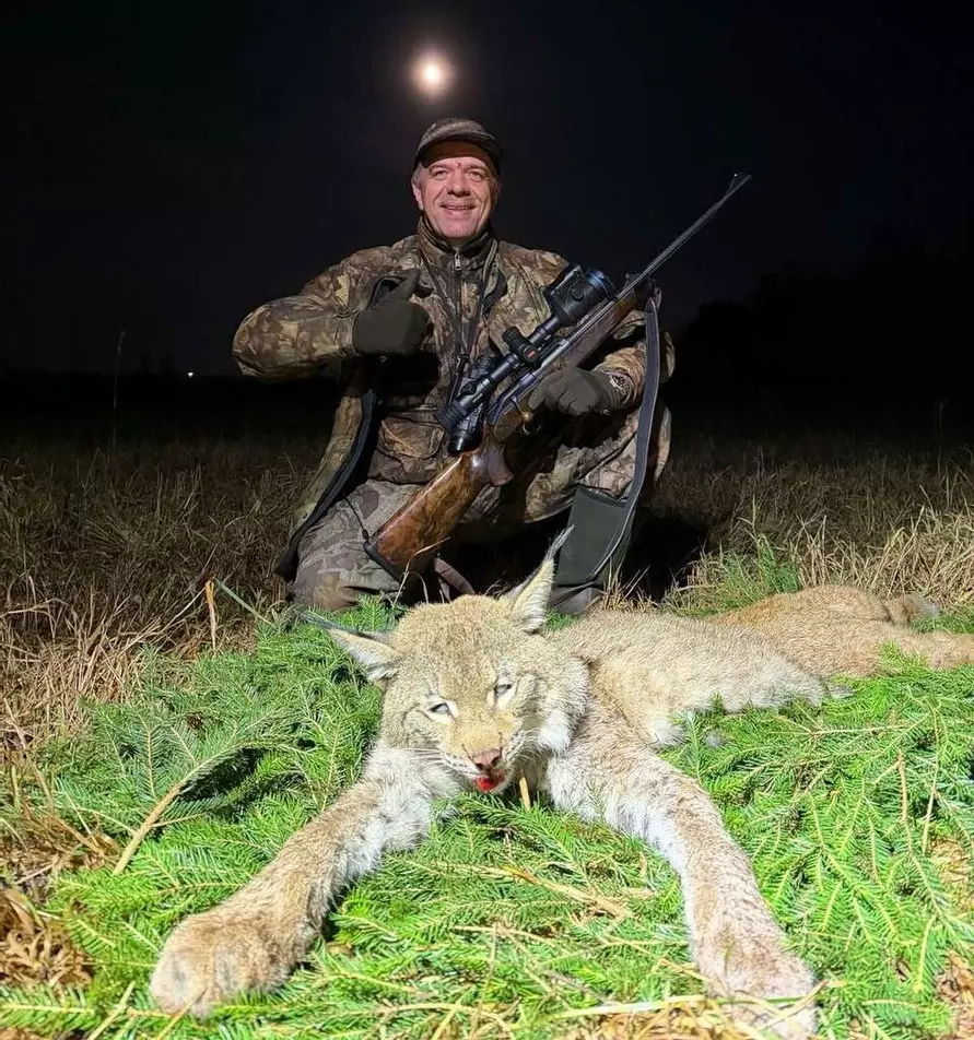 В БООР показали первую убитую за 40 лет в Беларуси рысь