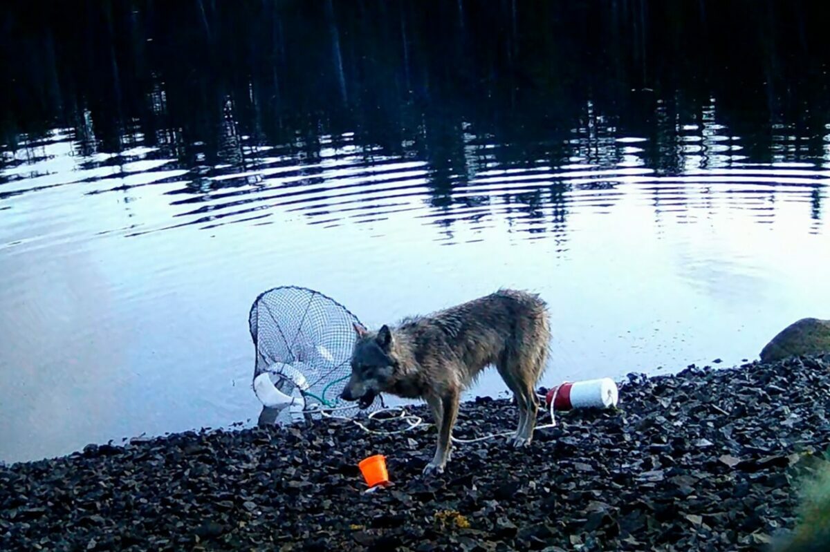 Скриншот видео