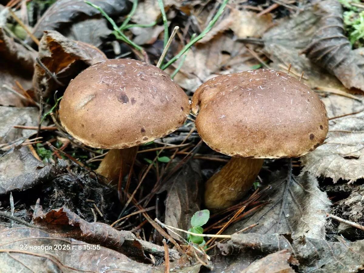 «Зимние» боровики, лисички и опята. Белорусы отказались закрывать грибной сезон, несмотря на снегопады