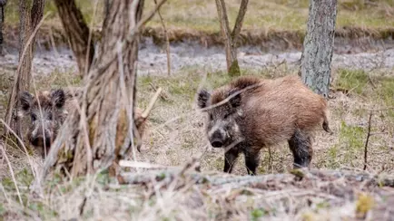 На литовском курорте пожаловались на нашествие кабанов — «Как тараканы»