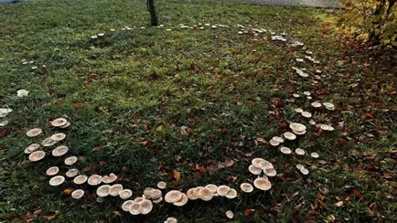 Жители деревни поделились фото странного «поведения» грибов. «Ведьмин круг»?