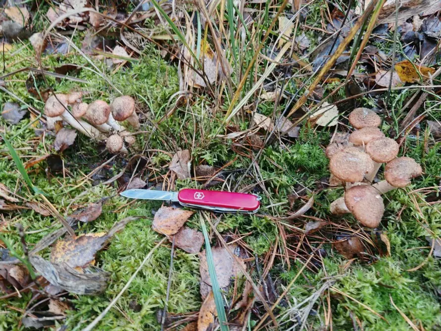 Нормально пошли - Грибники показали, где в Беларуси выстрелили осенние опята