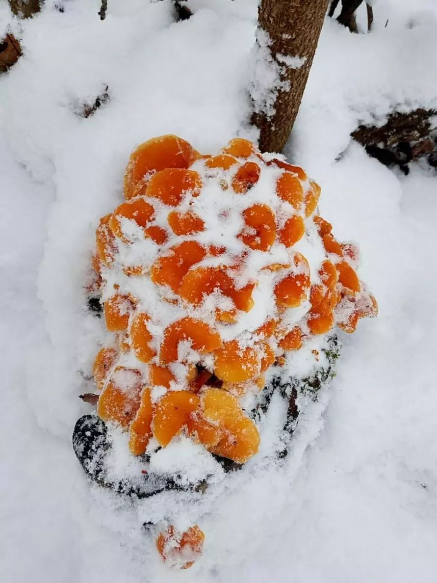 «Зимние» боровики, лисички и опята. Белорусы отказались закрывать грибной сезон, несмотря на снегопады