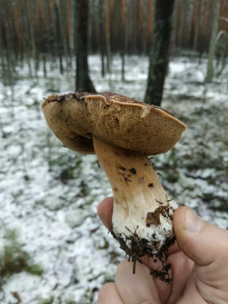 «Зимние» боровики, лисички и опята. Белорусы отказались закрывать грибной сезон, несмотря на снегопады