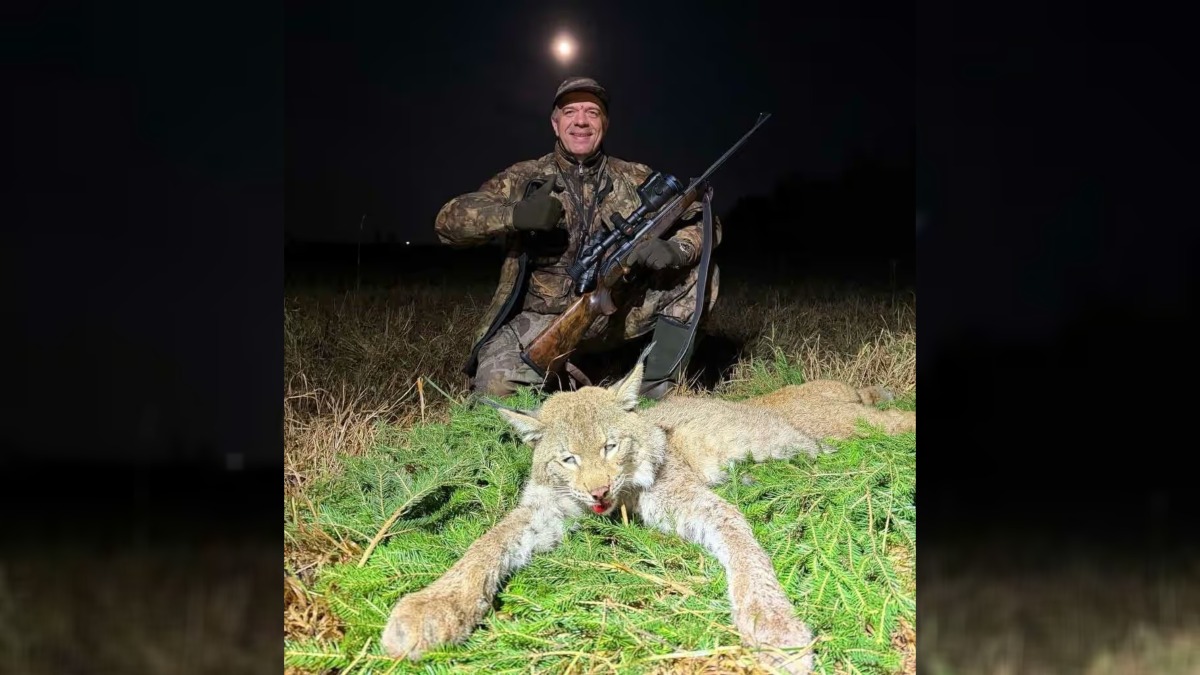 В БООР показали первую убитую за 40 лет в Беларуси рысь