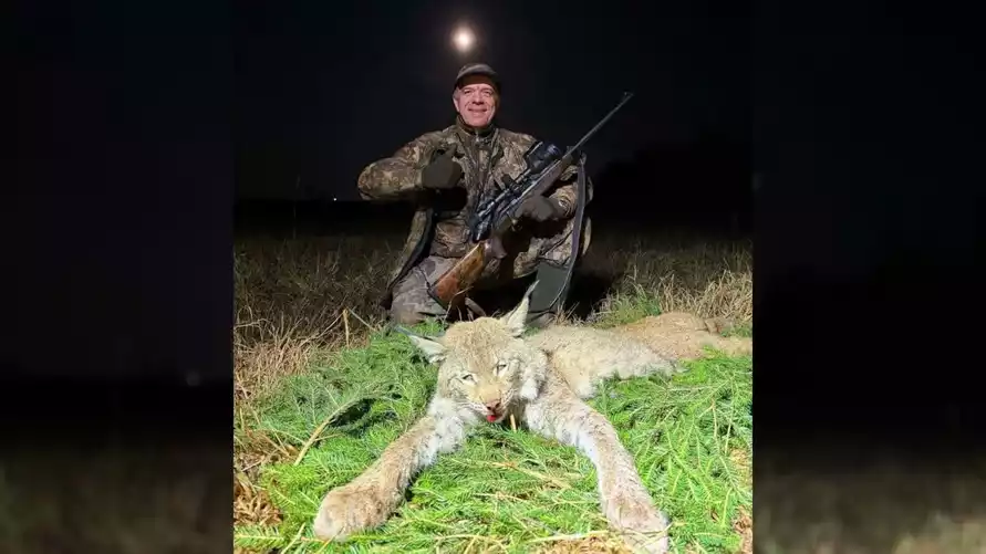 В БООР показали первую убитую за 40 лет в Беларуси рысь