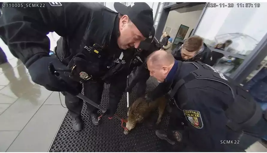 Дикий кабан устроил переполох в торговом центре
