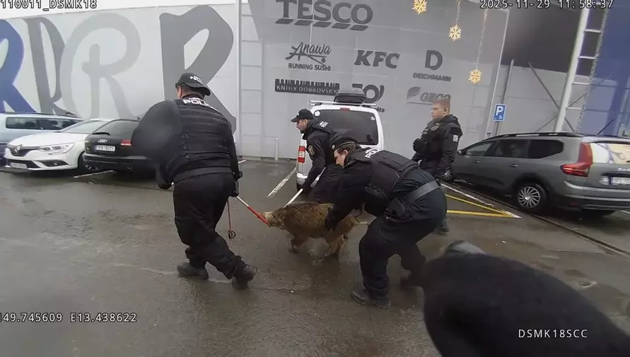 Дикий кабан устроил переполох в торговом центре