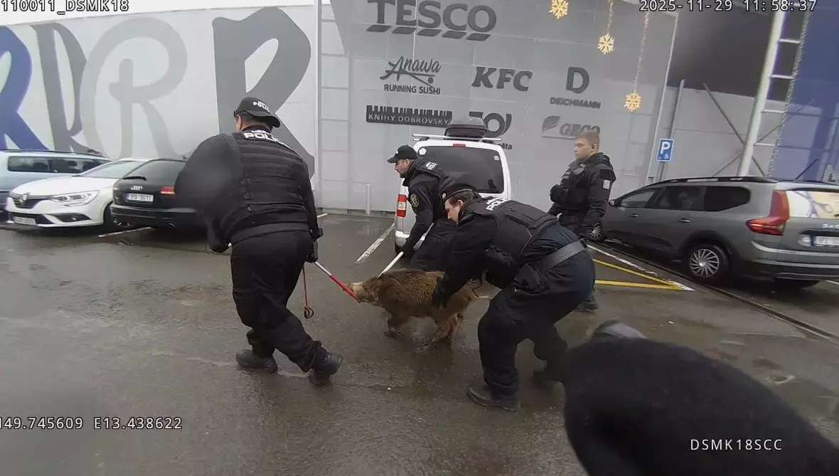 Дикий кабан устроил переполох в торговом центре