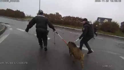 Дикий кабан устроил переполох в торговом центре