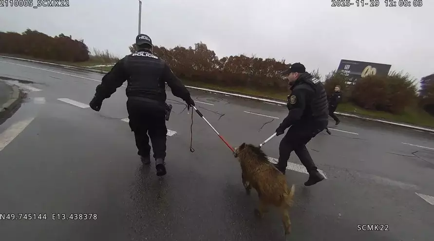 Дикий кабан устроил переполох в торговом центре