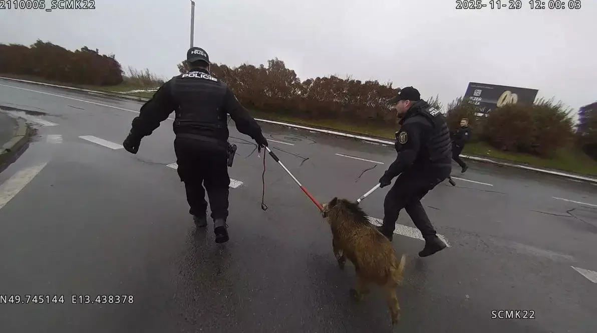Дикий кабан устроил переполох в торговом центре