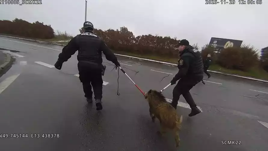 Дикий кабан устроил переполох в торговом центре