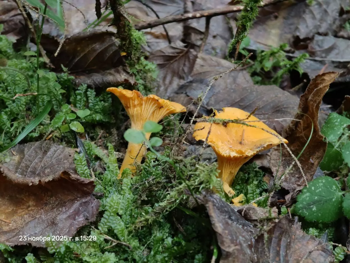 «Зимние» боровики, лисички и опята. Белорусы отказались закрывать грибной сезон, несмотря на снегопады