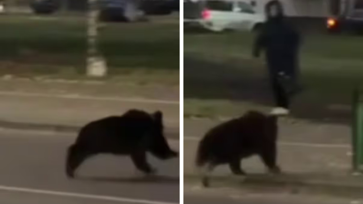 В центре Витебска заметили «законопослушного» медвежонка