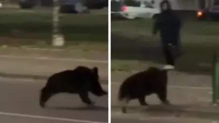 В центре Витебска заметили «законопослушного» медвежонка