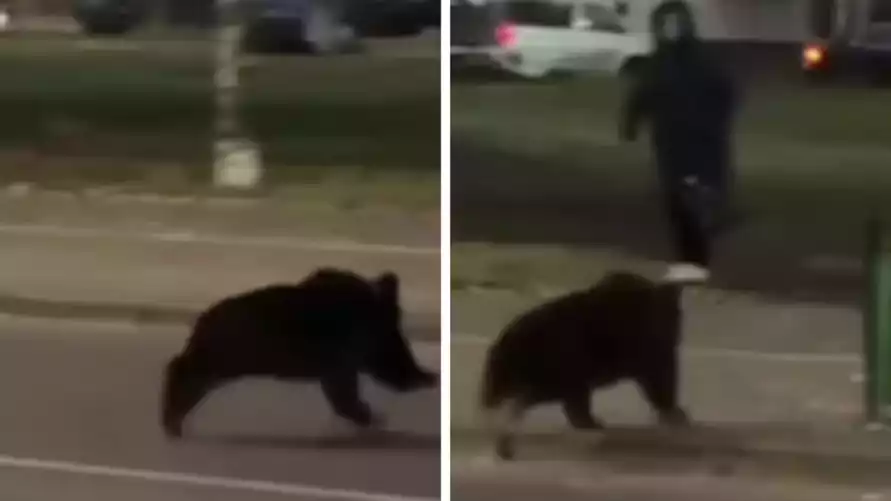 В центре Витебска заметили «законопослушного» медвежонка