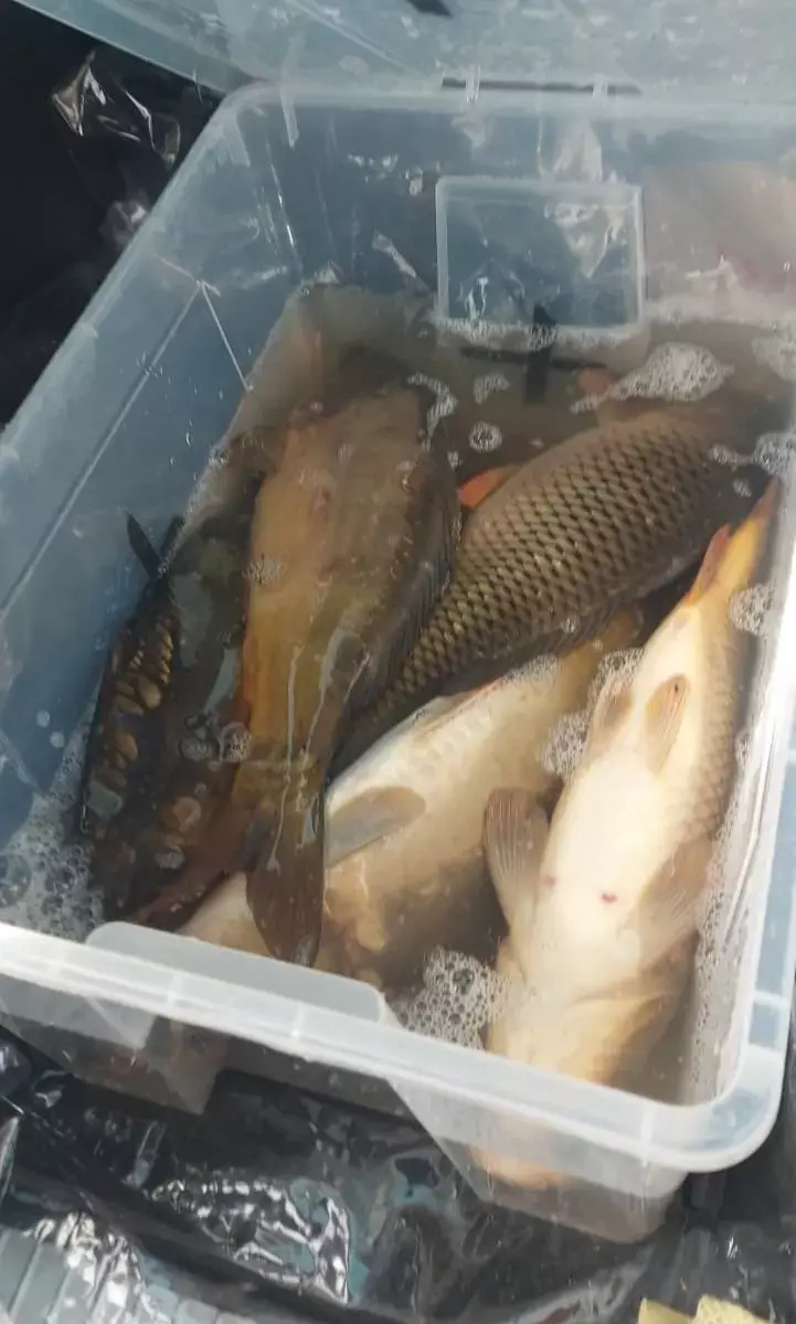 В Чехии рыбаков обвинили в издевательстве над рыбой. В Беларуси так делают все?