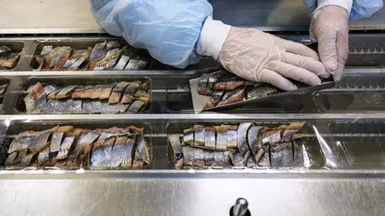 Подешевеет ли в Беларуси селёдка? В России оптовые цены упали до 32%