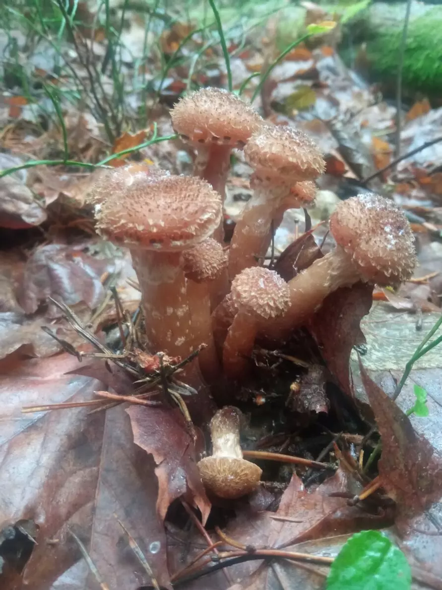 «Зимние» боровики, лисички и опята. Белорусы отказались закрывать грибной сезон, несмотря на снегопады